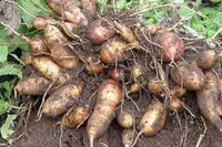Yacon Smallanthus sonchifolius seeds for planting in vegetable patch