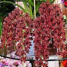 Dark Red Orchid Flower Seeds for Garden - NON GMO Seeds for planting in home garden