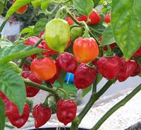 Mixed Habanero Capsicum chinense seeds for garden planting