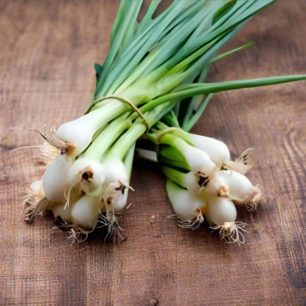 Spring Onion Allium fistulosum seeds for planting in kitchen garden