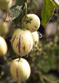Pepino dulce melon fruit seeds for home garden