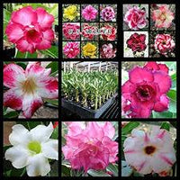 Mixed Adenium Rose Plant Seeds for Planting - Heirloom, Non-GMO Garden Seeds for Growing for planting in home garden