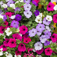 Mix Petunia Flower Seeds for Garden Planting - Beautiful Flower Seeds for Home Garden, GMO Free for planting in your garden.