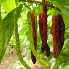 Futuba Long Mulberry Morus spp seeds for planting in home garden