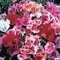 Monarch Mix Godetia Grandiflora Seeds – Organic, Heirloom, Non-GMO Flower Seeds seeds for planting in home garden