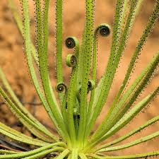 Drosophyllum Lusitanicum Carnivorous Plant Seeds for Planting - Heirloom, NON-GMO