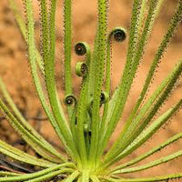 Drosophyllum Lusitanicum Carnivorous Plant Seeds for Planting - Heirloom, NON-GMO