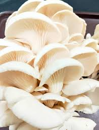 Oyster Mushroom Seeds for Planting - 100 Pcs pcs