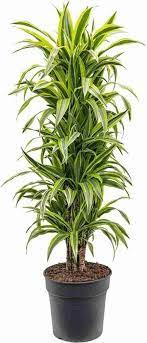 Green Dracaena Palm Plant Seeds for Garden - NON GMO Seeds