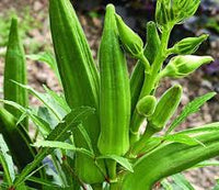 Lady Finger or Okra Seeds for Planting - Fresh Vegetable NON GMO Seeds