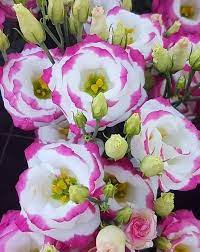 Sapphire Pink Eustoma (Lisianthus) Flower Seeds for Planting - Heirloom, NON-GMO Seeds