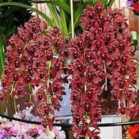 Dark Red Orchid Flower Seeds for Garden - NON GMO Seeds