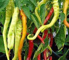 Corbaci Pepper Vegetable Seeds for Planting - 100 Pcs pcs