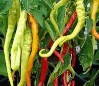 Corbaci Pepper Vegetable Seeds for Planting - 100 Pcs pcs