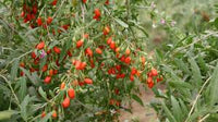 Lush Goji Berry Plant Seeds - Perfect for Health-Conscious Gardeners 100 Pcs pcs