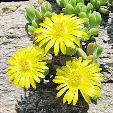 Yellow Delosperma Nubigenum or Ice Plant Flower Planting Seeds for Garden NON GMO Seeds