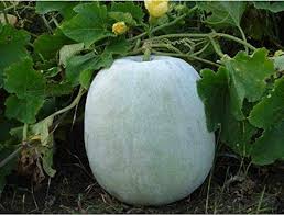 Ash Gourd Vegetable Seeds for Planting, 100 Pcs pcs
