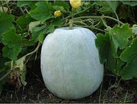 Ash Gourd Vegetable Seeds for Planting, 100 Pcs pcs