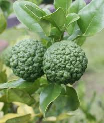Citrus Hystrix Plant Seeds for Planting and Cultivating Bold and Aromatic Lime Fruits - Heirloom and GMO Free Seeds