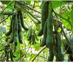 Kaunch Vegetable Seeds for Planting,heirloom & Non-GMO Seeds