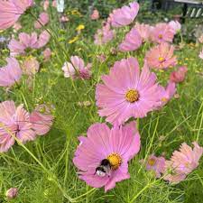 Cosmos Apricotta Flower Seeds for Planting â€“ Soft Peach-Pink Blooms, Heirloom & Non-GMO