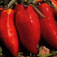 Red Opalka Seeds for Planting - 100 Pcs pcs