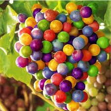 Rainbow Grape Fruit Seeds for Planting - Colorful and Flavorful Grapes for Home Gardens