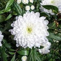 White Chrysanthemum Flower Seeds for Planting, NON GMO Seeds