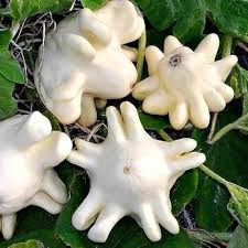Squash - Yugoslavian Finger Vegetable Seeds for Planting - Heirloom and Non-GMO Garden Seeds