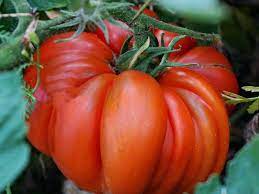Beefsteak Tomatoes Seeds for Planting - 100 Pcs pcs