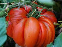 Beefsteak Tomatoes Seeds for Planting - 100 Pcs pcs