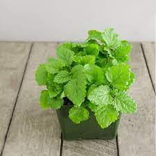 Green Lemon Mint Plant Seeds for Refreshing Herb Gardens and Tea ? Fresh Herb for Your Garden