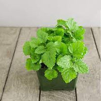 Green Lemon Mint Plant Seeds for Refreshing Herb Gardens and Tea ? Fresh Herb for Your Garden