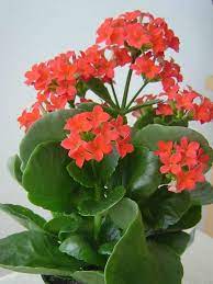 Organic Red Kalanchoe Humilis Plant Seeds for Planting ƒ?? Heirloom, Non-GMO