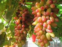 Mixed Grape Fruit Seeds for Planting - A Variety of Grapes for a Sweet, Colorful Vine, Non-GMO Seeds