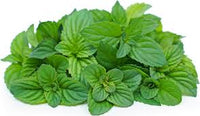 Orange Mint Seeds – Sweet & Refreshing Flavor-Heirloom & Non-GMO Seeds for planting – Fresh Herb for Your Garden