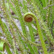 Drosophyllum Lusitanicum Carnivorous Plant Seeds for Planting - Heirloom, NON-GMO