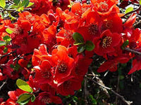Red Chaenomeles Japonica Planting Seeds for Garden NON GMO Seeds
