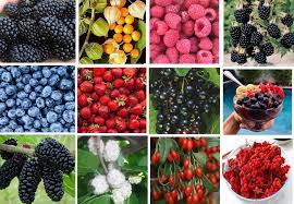 100 Pcs