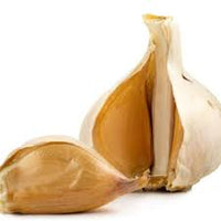 White Elephant Garlic Allium ampeloprasum for planting in urban garden