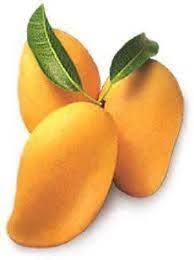 Carabao mango Mangifera indica seeds for tropical garden