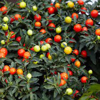 Jerusalem cherry fruit seeds for unique gardens