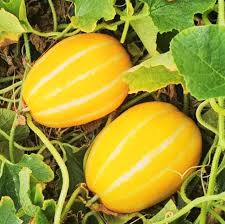 Korean melon fruit seeds