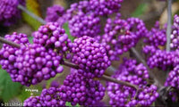 Callicarpa beautyberry bush fruit seeds