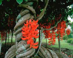 Red Jade Vine (Mucuna Bennettii) Flower Seeds for Planting- 100 pcs for planting in your garden.