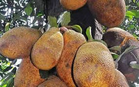 Black Gold Australia jackfruit seeds