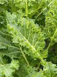 Walking Stick Kale Brassica oleracea for planting in urban garden