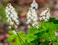 White Tiarella Trifoliata Flower Seeds for Planting - 100 pcs seeds for planting in home garden