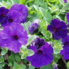 Blue Petunia Wave Flower Seeds for Garden Planting - Heirloom, NON-GMO Seeds - Easy to Grow for planting in home garden