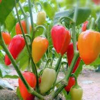 Santa Fe Grande Pepper Capsicum annuum seeds for garden planting